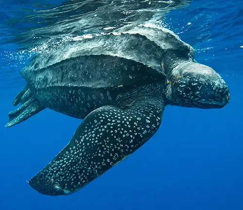 A Leatherback Sea Turtle swimming gracefully in the ocean, showcasing its majestic size and beauty.