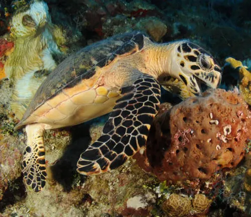 A Hawksbill Sea Turtle feeding on a coral reef in the ocean.