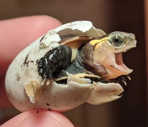 A Chinese Box Turtle emerging from its shell.