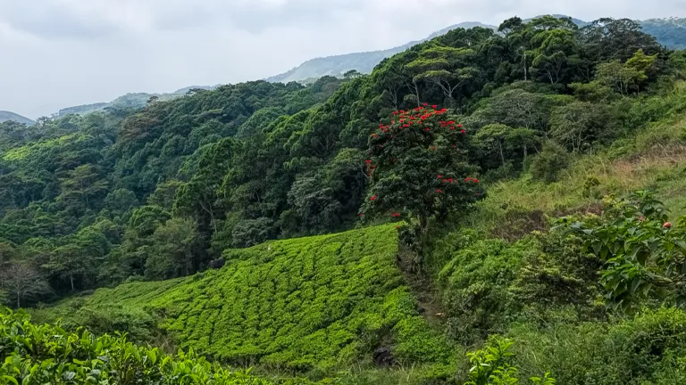 A lush landscape where a tea plantation with its neat green rows borders a dense rainforest with a striking tree adorned with red flowers, all set against a hazy, mountainous backdrop.
