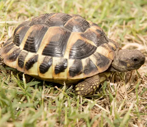 Hermann's Tortoise
(Testudo hermanni)
