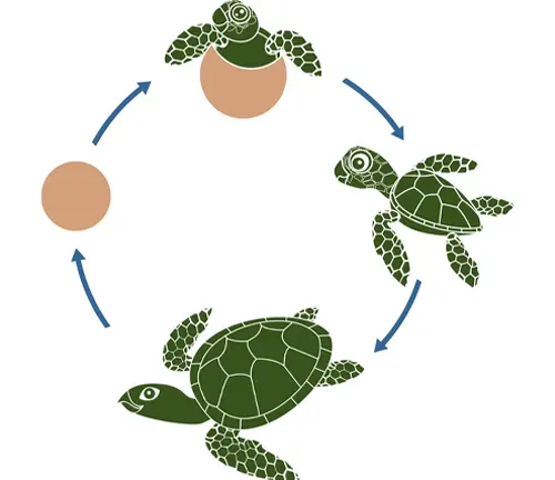 Life cycle of sea turtle: egg hatches, hatchling emerges, grows into juvenile, matures into adult turtle.