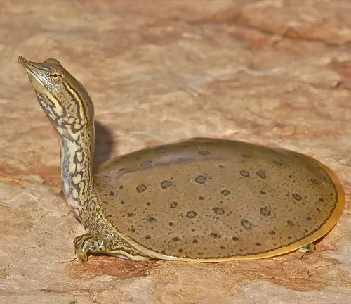 Spiny Softshell Turtle
(Apalone spinifera)