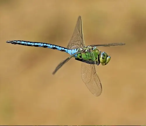 Emperor Dragonfly
(Anax imperator)