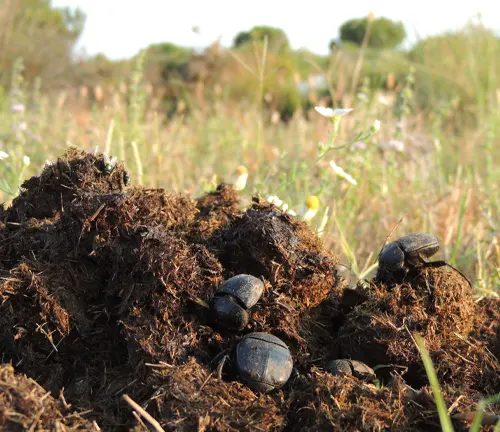 A group of dung beetles perched on a mound of dirt.