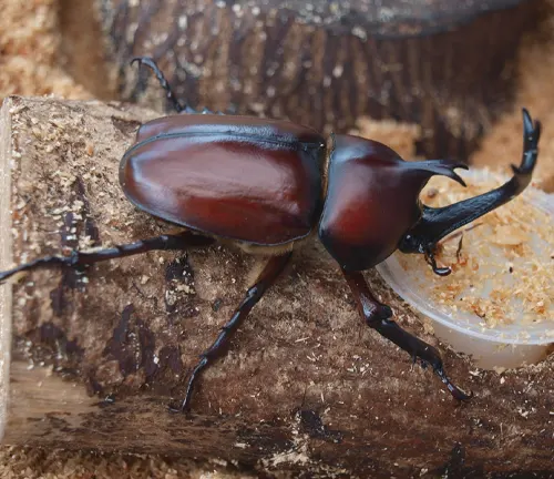 Japanese Rhinoceros Beetle
(Allomyrina dichotoma)