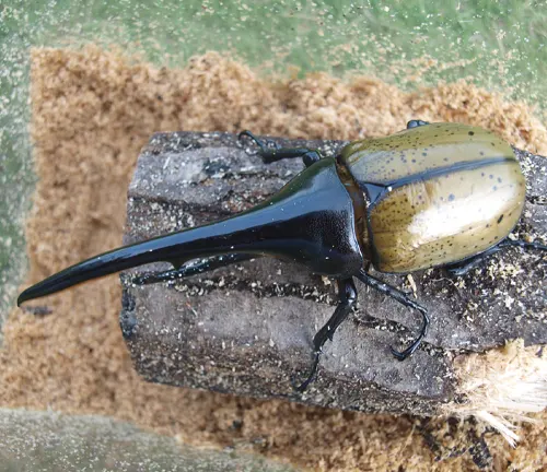 A close-up photo of a Hercules Beetle, a large insect with a shiny black exoskeleton and long, curved horns on its head.