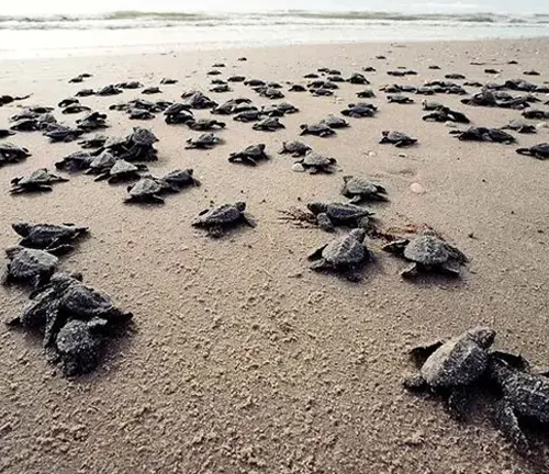 A multitude of Kemp's Ridley Sea Turtle hatchlings gathered on the beach, ready to embark on their journey into the ocean.