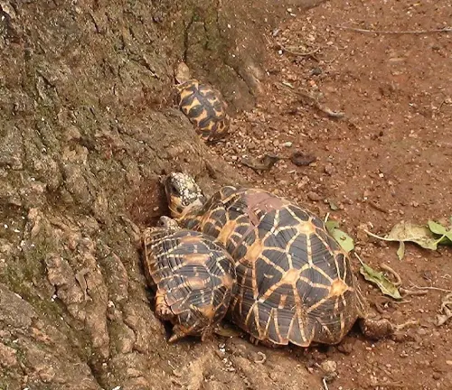 Two Indian Star Tortoises sitting side by side on the ground.