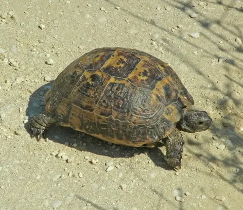 Greek Tortoise
(Testudo graeca)