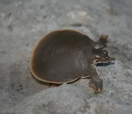 Smooth Softshell Turtle
(Apalone mutica)