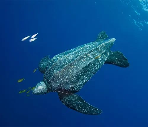 Leatherback Sea Turtle
(Dermochelys coriacea)