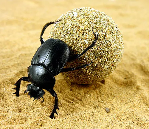 Scarabaeus sacer
(Sacred scarab beetle)