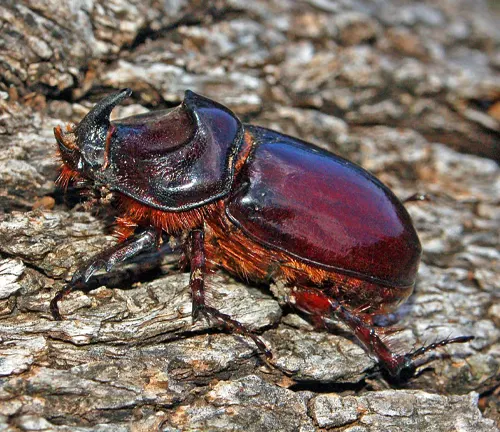 European Rhinoceros Beetle
(Oryctes nasicornis)