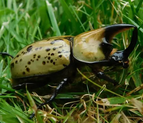 A black and white spotted Hercules Beetle, a large insect known for its impressive size and distinctive markings.