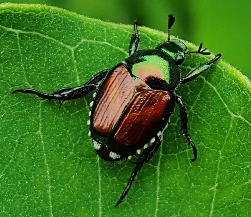 Japanese Beetle
(Popillia japonica)