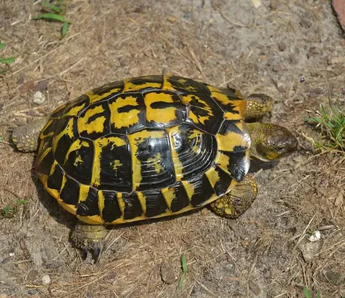 Western Hermann's Tortoise
(Testudo hermanni hermanni)