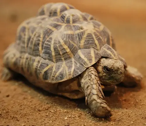 Indian Star Tortoise walking on desert ground.