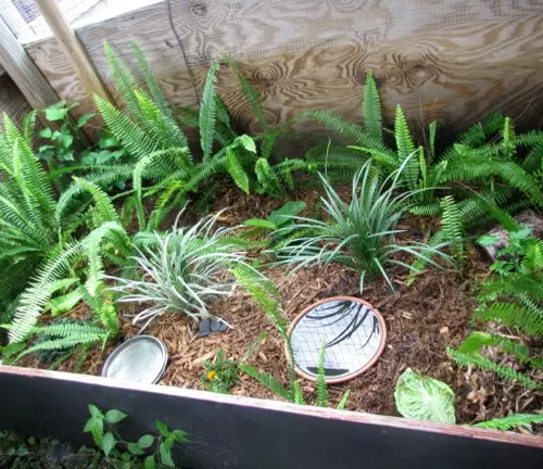  A small garden with plants and a birdbath, featuring a "Chinese Box Turtle".
