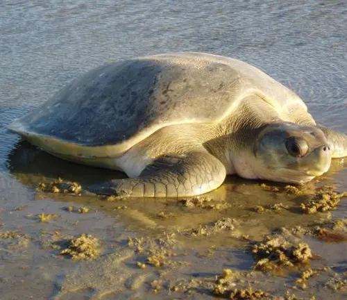Flatback Sea Turtle
(Natator depressus)