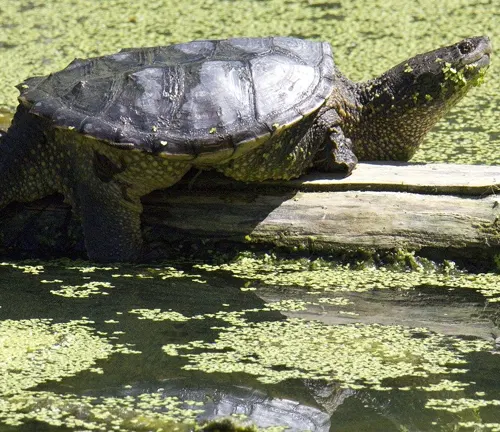 A snapping turtle perched on a log in a pond.
