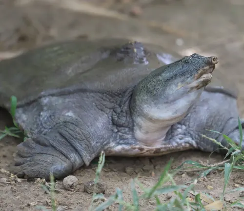 Indian Softshell Turtle
(Nilssonia gangetica)