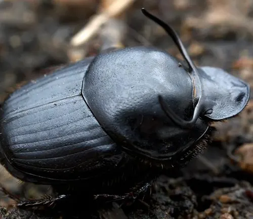 Onthophagus taurus
(European dung beetle)