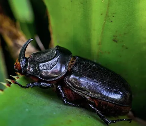 Coconut Rhinoceros Beetle
(Oryctes rhinoceros)