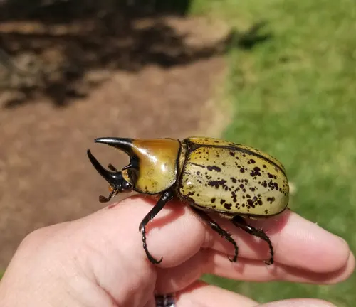A person holding a black-spotted beetle, known as the "Hercules Beetle".