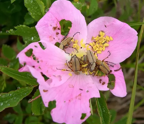 Two Rose Chafer Beetles perched on a delicate pink flower.