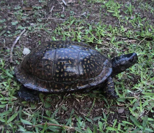 Gulf Coast Box Turtle
(Terrapene carolina major)