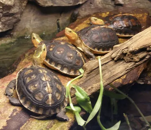 A group of Chinese Box Turtles sitting on a log in an enclosure.