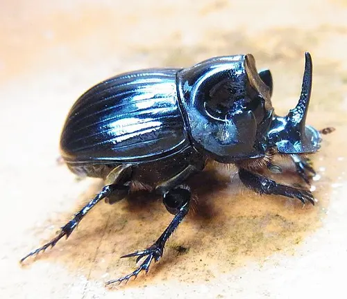 Copris lunaris
(Lunar dung beetle)