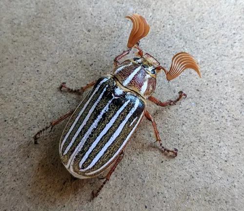 Ten-Lined June Beetle
(Polyphylla decemlineata)