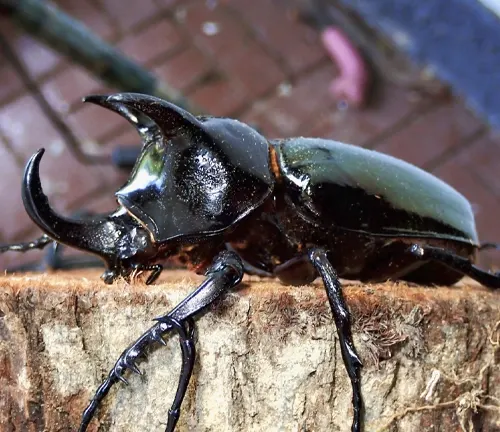 Atlas Beetle
(Chalcosoma atlas)
