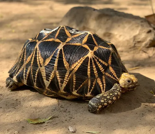 Burmese Star Tortoise
(Geochelone platynota)
