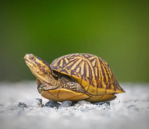 Florida Box Turtle
(Terrapene carolina bauri)