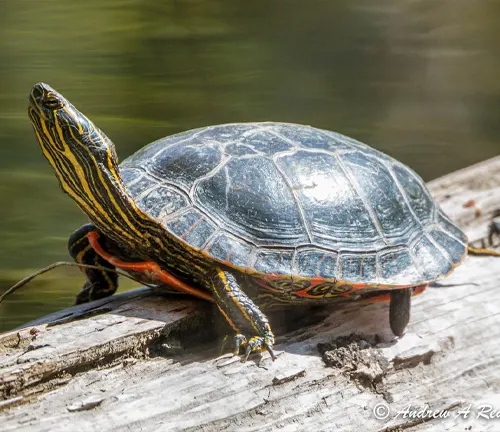 Eastern Painted Turtle
(Chrysemys picta picta)