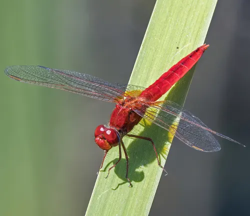 Scarlet Dragonfly
(Crocothemis erythraea)