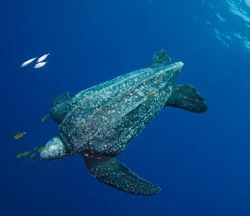 Leatherback Sea Turtle
(Dermochelys coriacea)