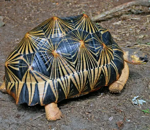 Radiated Tortoise
(Astrochelys radiata)