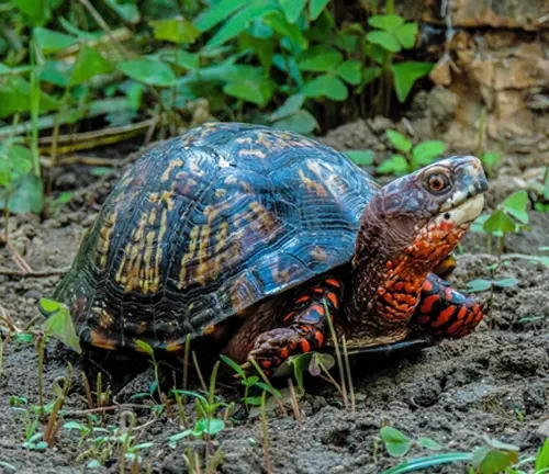 Mexican Box Turtle
(Terrapene mexicana)