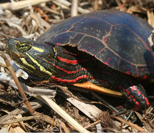 Midland Painted Turtle
(Chrysemys picta marginata)