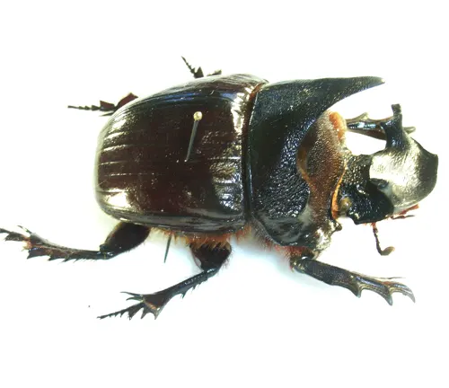 Heliocopris dominus
(African dung beetle)