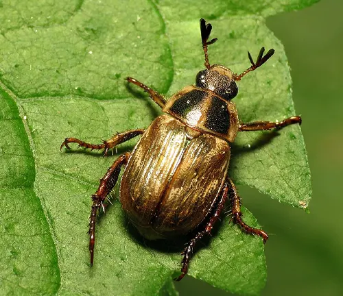 Oriental Beetle
(Anomala orientalis)