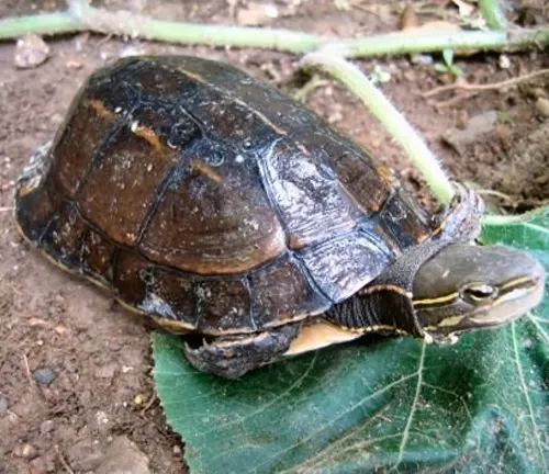 Yunnan Box Turtle
(Cuora yunnanensis)