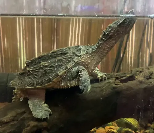 Mexican Snapping Turtle
(Chelydra serpentina rossignonii)