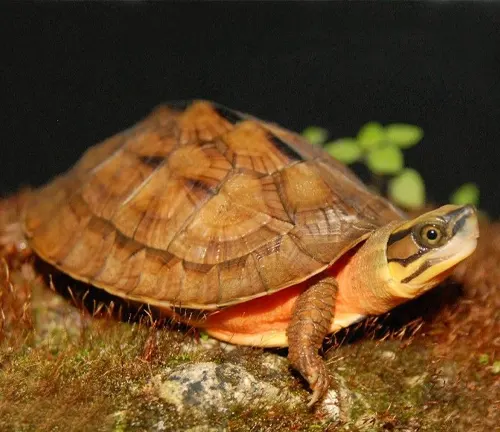 Chinese Golden Coin Turtle
(Cuora flavomarginata)
