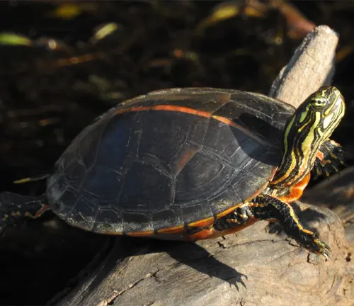 Southern Painted Turtle
(Chrysemys dorsalis)