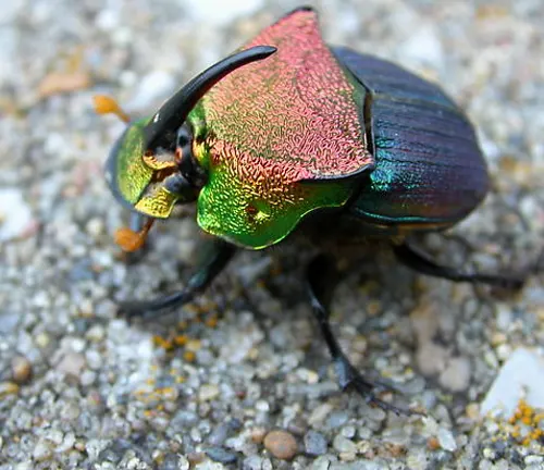 Phanaeus vindex
(Rainbow scarab beetle)
